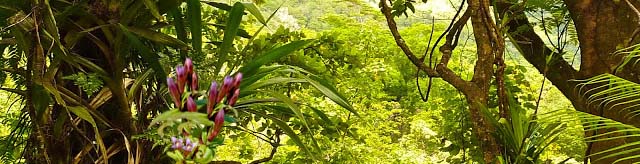 Plante-endemique-des-Andes-péruviennes-hercampuri-aide-minceur